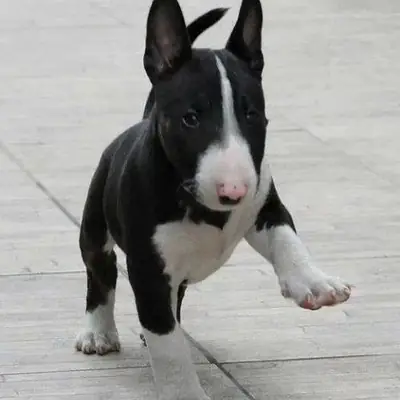 Bull Terrier yavruları
