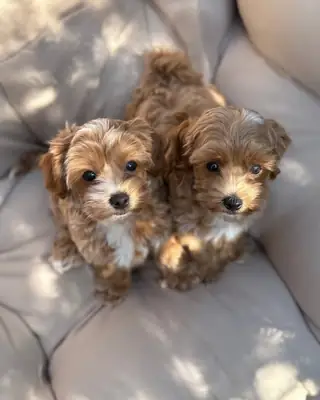 cachorros Maltipoo