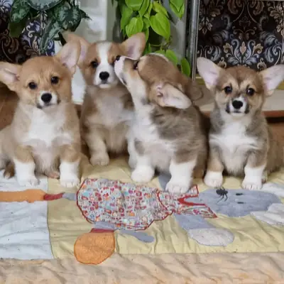 威尔士柯基幼犬