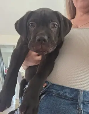 拉布拉多幼犬寻找新家。