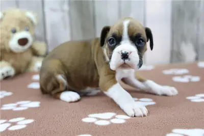 Deux adorables chiots Boxer disponibles