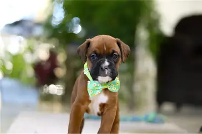 Chiots Boxer AKC à adopter