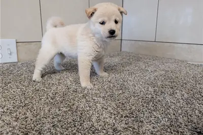 Chiots Shiba Inu