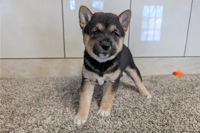 Chiots Shiba Inu AKC à adopter