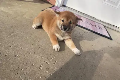 Superbes chiots Shiba Inu disponibles dès maintenant