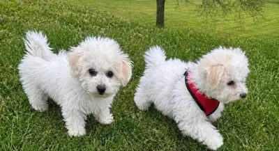 Chiots Bichons