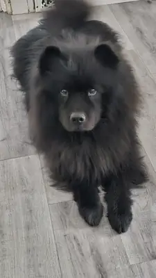 chow chow sahiplendirme