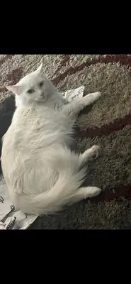 ankara kedisi verilecek