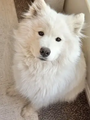 samoyed sahiplendirme