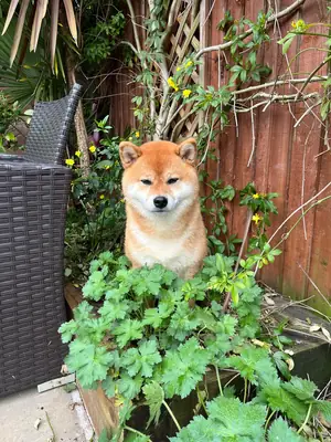 shiba inu for rehome