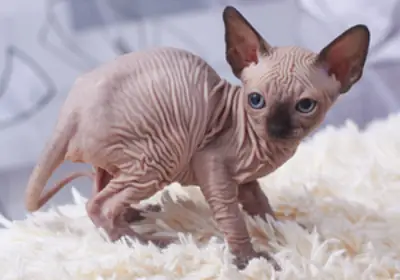 Gatitos Sphynx de ojos azules, macho y hembra, listos para irse a su nuevo hogar.