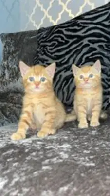 Gatitos Maine Coon de raza pura