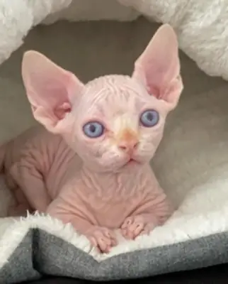 Gatita Sphynx en adopción