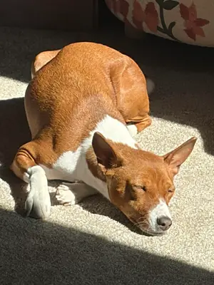 basenji rehome
