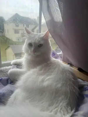 turkish angora cat for adoption