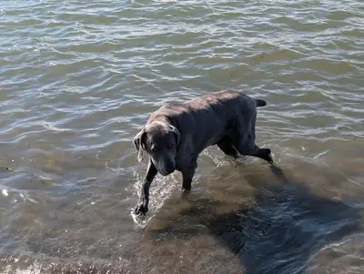 待领养的魏玛犬