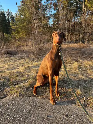 doberman en adopción