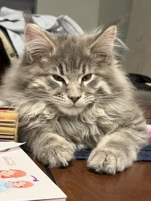 gato maine coon
