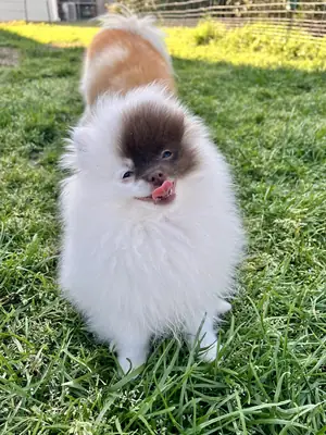 adopción de pomerania