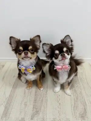 10 and 11 months old female chihuahua puppies for adoption 