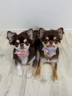 Gorgeous female chihuahua puppies available for adoption 