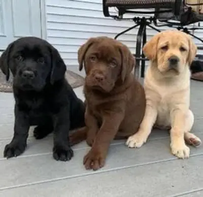 黑色/巧克力拉布拉多幼犬