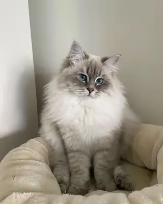 用于繁殖的西伯利亚猫