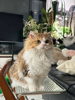 塞尔凯克卷毛猫领养 | 性格温顺平静
