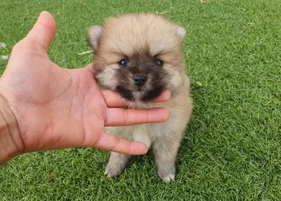 Pomeranias mini ositas