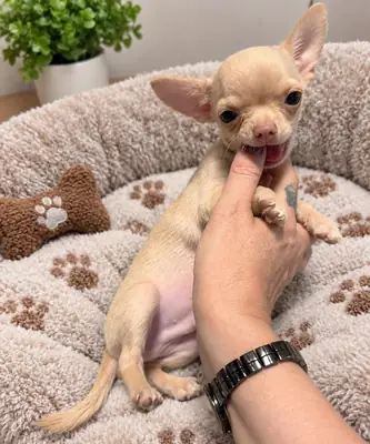 Preciosos cachorros de chihuahua
