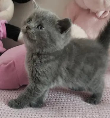 Gato British Shorthair