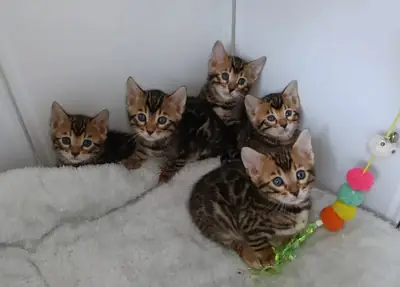 斑点孟加拉猫幼崽