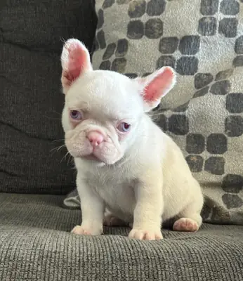 Pulapula 健康的法国斗牛犬幼犬