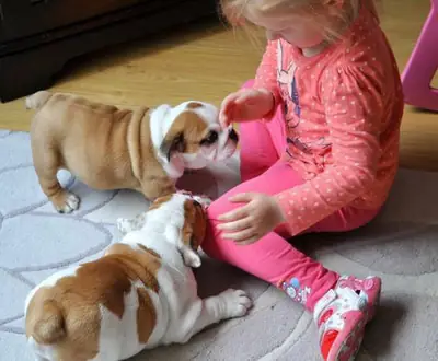 天使般的英式斗牛犬幼犬