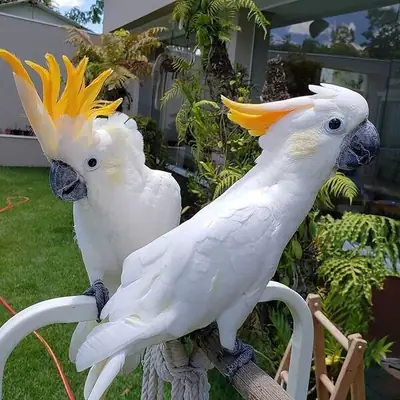 Cockatoo parrots for re-homing
