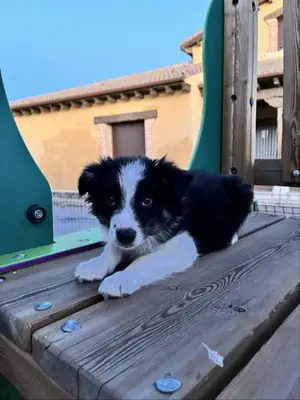 Ultimo border collie