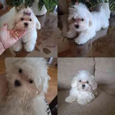 Bichón Maltés