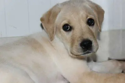 拉布拉多寻回犬