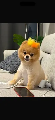 我正在为我的孩子寻找伴侣。