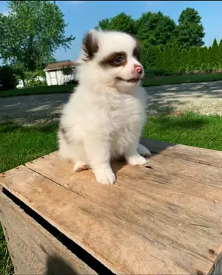 Playful pomeranian puppy for adoption 