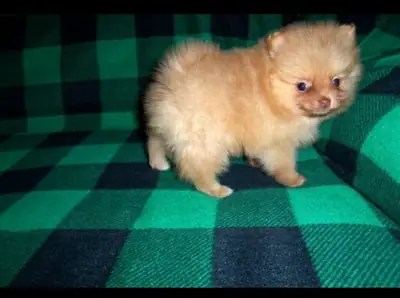 Brown pomeranian puppy ready 