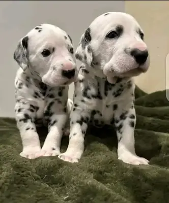Chiot dalmatien mâle et femelle prêt