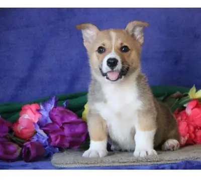 Welsh Corgi Puppy for adoption 