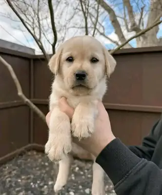 Adorable golden retriever puppy ready 