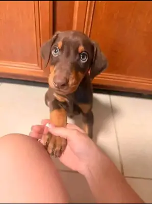 Doberman Puppy for adoption 