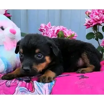 Chiot Rottweiler prêt à être adopté