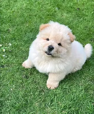 Evlilik için Chow Chow Yavru