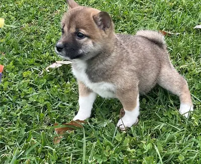 Gitmeye hazır Shiba Inu Yavru