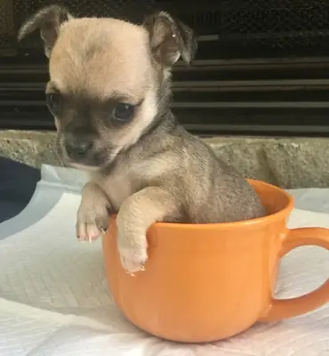 Amazing chihuahua puppies for adoption 