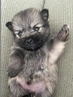 Cachorros Pomerania de Kerry Roland